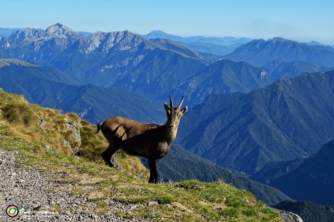 59 Lo stambecco osserva bene mantenendo le debite distanze.JPG